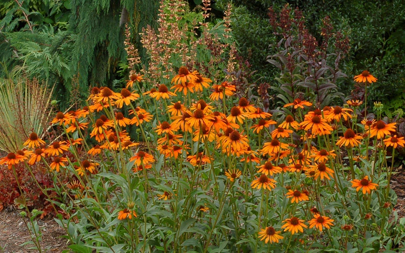 Tiki Torch Orange Coneflower (Echinacea) - 1 Gallon Pot 5 Tiki Torch Orange Coneflower (Echinacea) - 1 Gallon Pot - Image 5