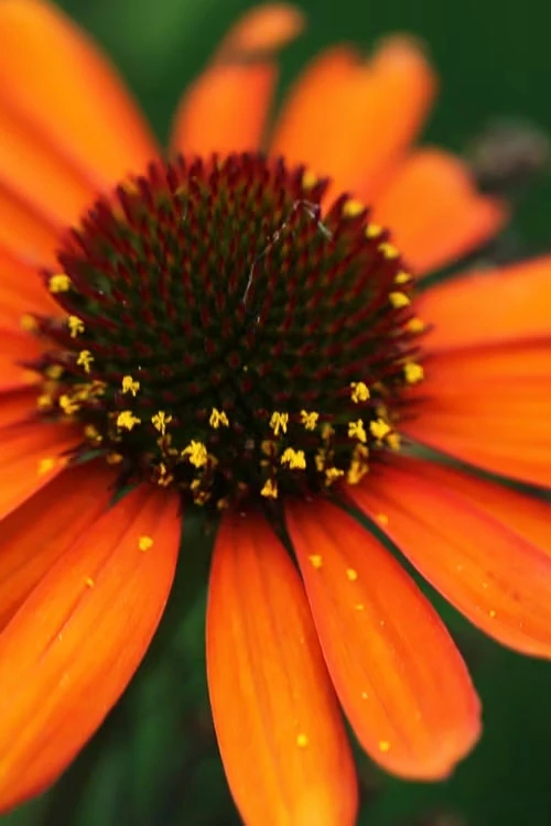 Tiki Torch Orange Coneflower (Echinacea) - 1 Gallon Pot 1 Tiki Torch Orange Coneflower (Echinacea) - 1 Gallon Pot