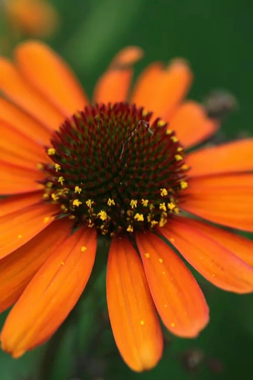 Tiki Torch Orange Coneflower (Echinacea) - 1 Gallon Pot 8 Tiki Torch Orange Coneflower (Echinacea) - 1 Gallon Pot - Image 8