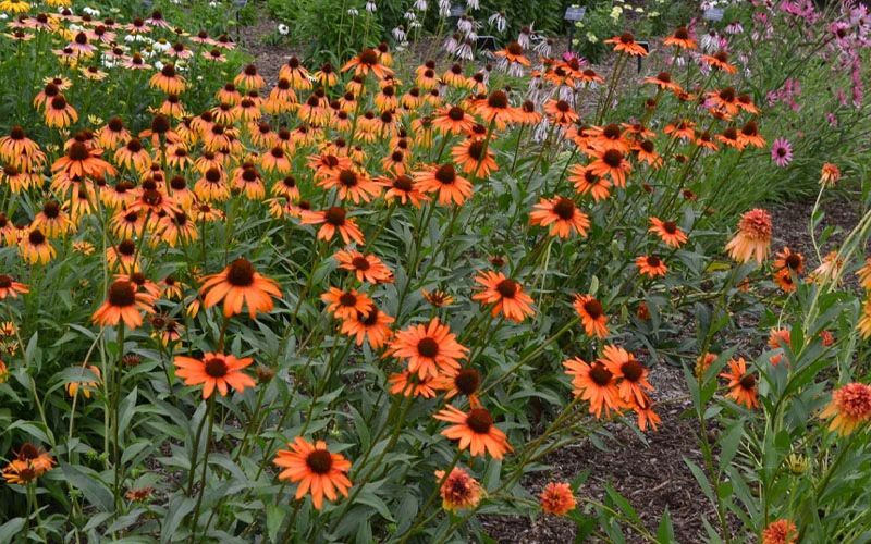 Tiki Torch Orange Coneflower (Echinacea) - 1 Gallon Pot 7 Tiki Torch Orange Coneflower (Echinacea) - 1 Gallon Pot - Image 7