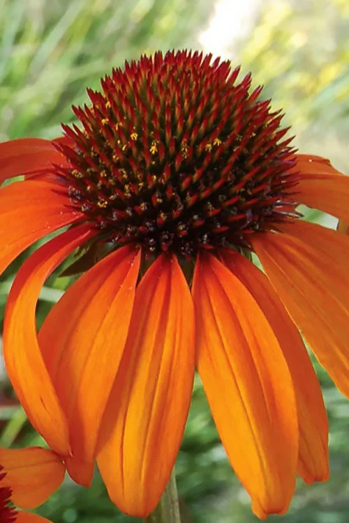 Tiki Torch Orange Coneflower (Echinacea) - 1 Gallon Pot 6 Tiki Torch Orange Coneflower (Echinacea) - 1 Gallon Pot - Image 6