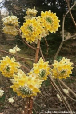 Edgeworthia Chrysantha - Paper Bush - 1 Gallon Pot -Wilson Bros Gardens edgeworthia chrysantha 200