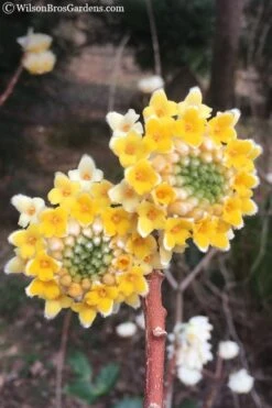 Edgeworthia Chrysantha - Paper Bush - 5 Gallon Pot -Wilson Bros Gardens edgeworthia chrysantha 202 2