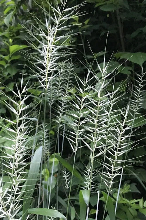 Bottle Brush Grass (Elymus Hystrix) - 1 Gallon Pot 6 Bottle Brush Grass (Elymus Hystrix) - 1 Gallon Pot - Image 6
