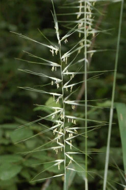 Bottle Brush Grass (Elymus Hystrix) - 1 Gallon Pot 10 Bottle Brush Grass (Elymus Hystrix) - 1 Gallon Pot -Wilson Bros Gardens elymus hystrix bottlebrush grass 4
