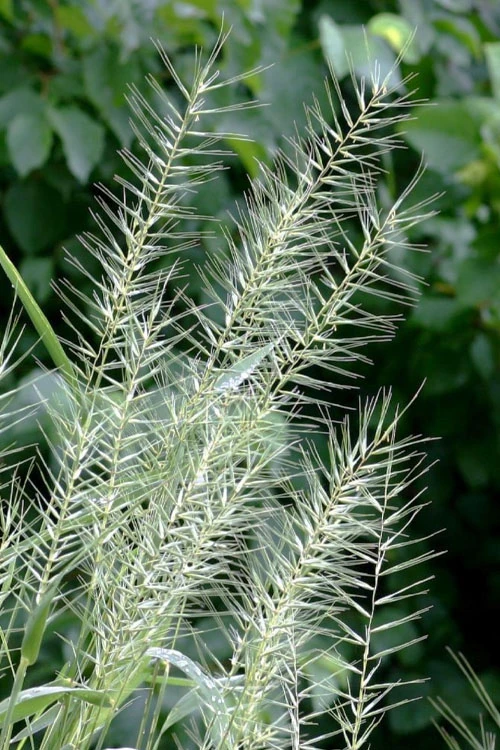 Bottle Brush Grass (Elymus Hystrix) - 1 Gallon Pot 4 Bottle Brush Grass (Elymus Hystrix) - 1 Gallon Pot - Image 4
