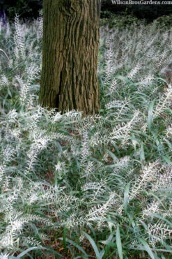 Bottle Brush Grass (Elymus Hystrix) - 6 Pack Of 1 Gallon Pots