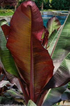 Red Abyssinian Banana Tree (Ensete Maurelii) - 2 Gallon Pot 7 Red Abyssinian Banana Tree (Ensete Maurelii) - 2 Gallon Pot -Wilson Bros Gardens ensete ventricosum maurelii red abyssinian banana 1