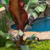 Red Abyssinian Banana Tree (Ensete Maurelii) - 2 Gallon Pot
