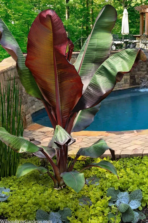 Red Abyssinian Banana Tree (Ensete Maurelii) - 2 Gallon Pot 1 Red Abyssinian Banana Tree (Ensete Maurelii) - 2 Gallon Pot