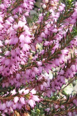 Mediterranean Pink Winter Heath (Erica Darleyensis) - 1 Gallon Pot 11 Mediterranean Pink Winter Heath (Erica Darleyensis) - 1 Gallon Pot -Wilson Bros Gardens erica darleyensis mediterreanean pink heath 10