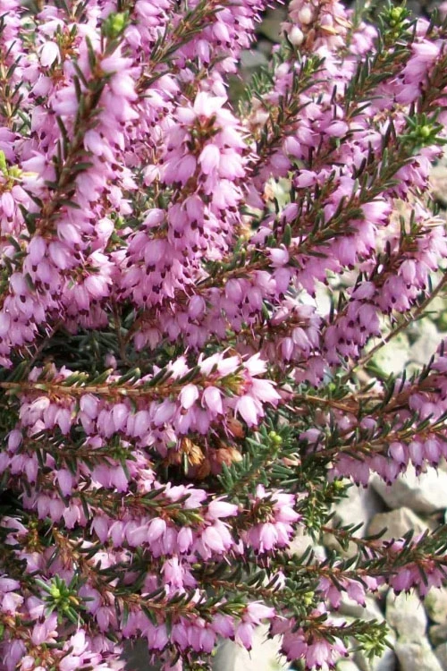 Mediterranean Pink Winter Heath (Erica Darleyensis) - 1 Gallon Pot 4 Mediterranean Pink Winter Heath (Erica Darleyensis) - 1 Gallon Pot - Image 4