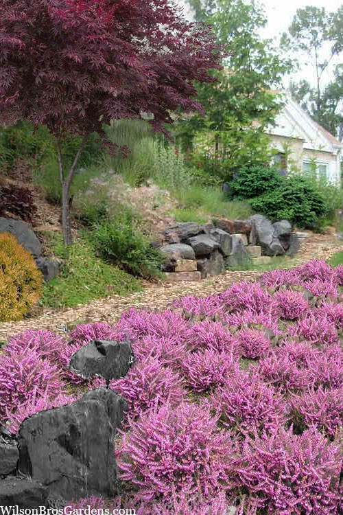 Mediterranean Pink Winter Heath (Erica Darleyensis) - 1 Gallon Pot 1 Mediterranean Pink Winter Heath (Erica Darleyensis) - 1 Gallon Pot