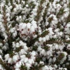 Mediterranian White Winter Heath (Erica Darleyensis) - 1 Gallon Pot