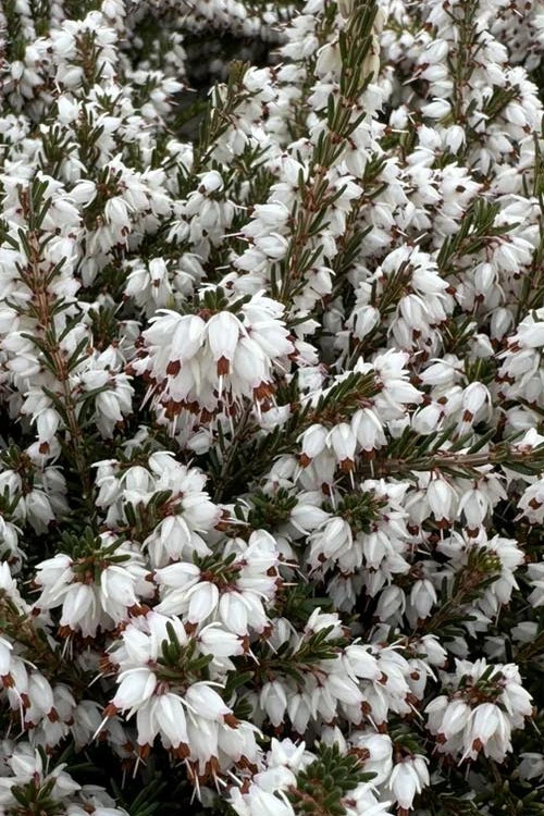 Mediterranian White Winter Heath (Erica Darleyensis) - 1 Gallon Pot 1 Mediterranian White Winter Heath (Erica Darleyensis) - 1 Gallon Pot