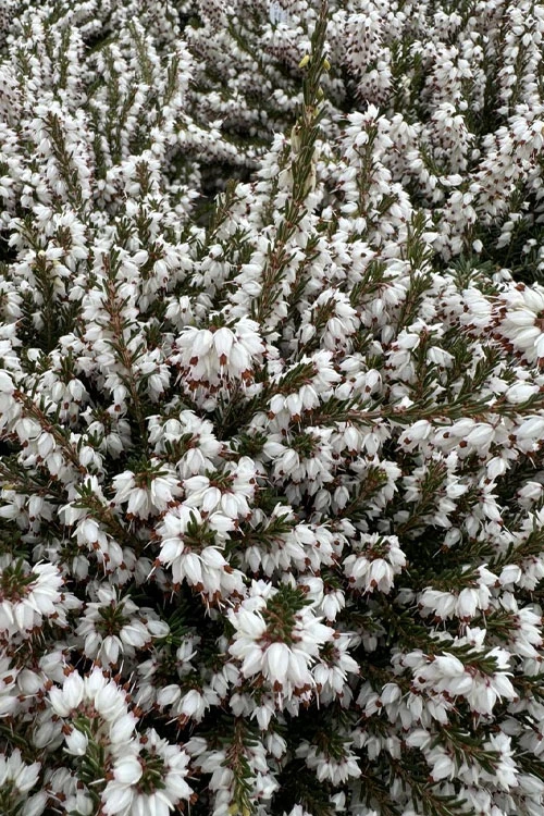 Mediterranian White Winter Heath (Erica Darleyensis) - 1 Gallon Pot 5 Mediterranian White Winter Heath (Erica Darleyensis) - 1 Gallon Pot - Image 5
