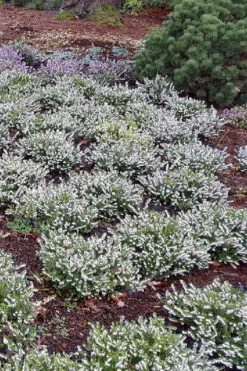 Mediterranian White Winter Heath (Erica Darleyensis) - 1 Gallon Pot 8 Mediterranian White Winter Heath (Erica Darleyensis) - 1 Gallon Pot -Wilson Bros Gardens erica darleyensis mediterreanean white heath 12