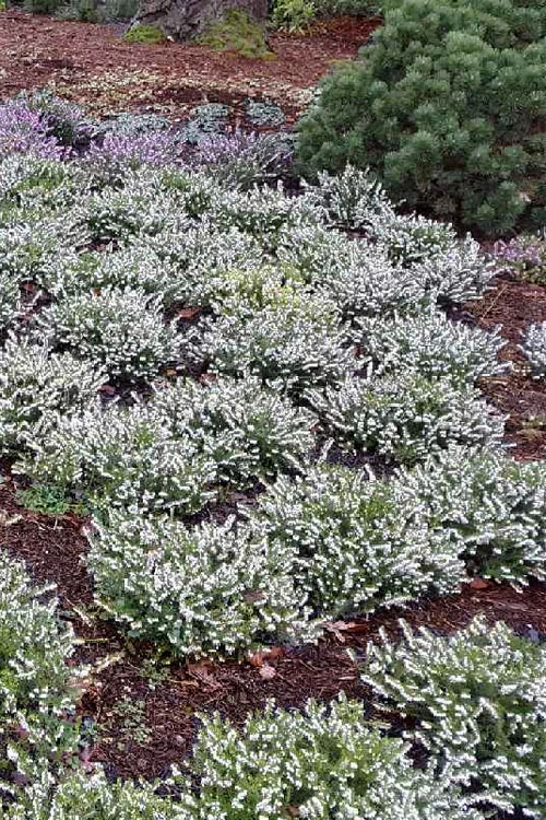 Mediterranian White Winter Heath (Erica Darleyensis) - 1 Gallon Pot 4 Mediterranian White Winter Heath (Erica Darleyensis) - 1 Gallon Pot - Image 4