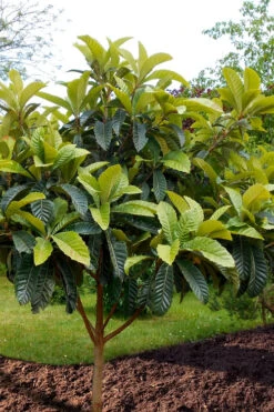 Loquat Tree (Eriobotrya Japonica) - 7 Gallon Pot (5-6') 9 Loquat Tree (Eriobotrya Japonica) - 7 Gallon Pot (5-6') -Wilson Bros Gardens eriobotryia japonica loquat tree 100 2