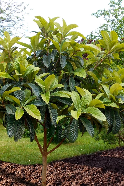 Loquat Tree - Eriobotrya Japonica - 3 Gallon Pot 4 Loquat Tree - Eriobotrya Japonica - 3 Gallon Pot - Image 4