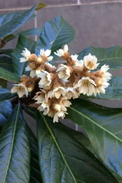 Loquat Tree (Eriobotrya Japonica) - 5 Gallon Pot -Wilson Bros Gardens eriobotryia japonica loquat tree 101
