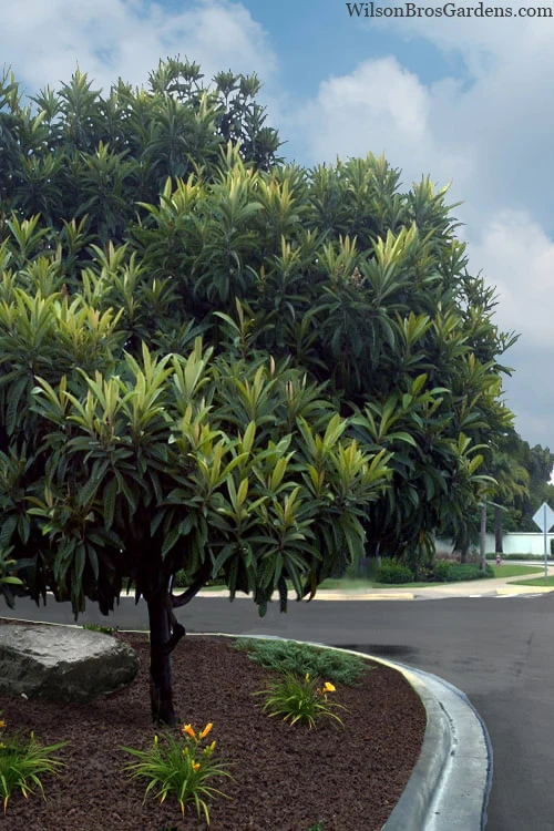 Loquat Tree (Eriobotrya Japonica) - 7 Gallon Pot (5-6') 6 Loquat Tree (Eriobotrya Japonica) - 7 Gallon Pot (5-6') - Image 6