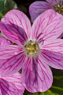 Pink Dwarf Heronsbill (Erodium X Variabile 'Bishop's Form') - 5 Pack Of Quart Pots -Wilson Bros Gardens erodium variabile bishops form heronsbill 2