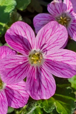 Pink Dwarf Heronsbill (Erodium X Variabile 'Bishop's Form') - 5 Pack Of Quart Pots -Wilson Bros Gardens erodium variabile bishops form heronsbill 3