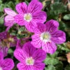 Pink Dwarf Heronsbill (Erodium X Variabile 'Bishop's Form') - 5 Pack Of Quart Pots