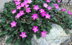 Pink Dwarf Heronsbill (Erodium X Variabile 'Bishop's Form') - 5 Pack Of Quart Pots -Wilson Bros Gardens erodium variabile bishops form heronsbill 5
