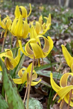 Yellow Trout Lily (Erythronium Americanum) - 3-Pack Of Quart Pots -Wilson Bros Gardens erythronium americanum yellow trout lily 4