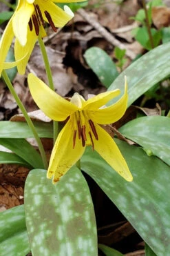 Yellow Trout Lily (Erythronium Americanum) - 3-Pack Of Quart Pots -Wilson Bros Gardens erythronium americanum yellow trout lily 5