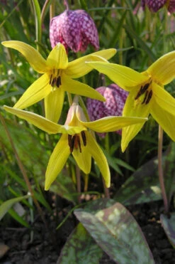 Yellow Trout Lily (Erythronium Americanum) - 3-Pack Of Quart Pots -Wilson Bros Gardens erythronium americanum yellow trout lily 6
