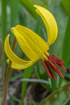 Yellow Trout Lily (Erythronium Americanum) - 3-Pack Of Quart Pots -Wilson Bros Gardens erythronium americanum yellow trout lily 7
