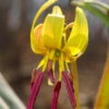 Yellow Trout Lily (Erythronium Americanum) - 3-Pack Of Quart Pots
