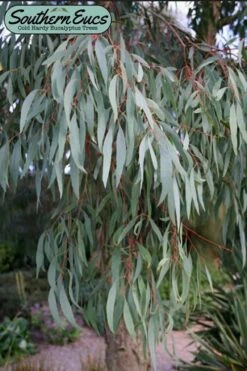 Angus Cold Hardy Eucalyptus Tree (Eucalyptus Nicholii) - Quart Pot 16 Angus Cold Hardy Eucalyptus Tree (Eucalyptus Nicholii) - Quart Pot -Wilson Bros Gardens eucalyoptus nicholii angus 1 3