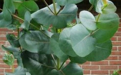 Big O Cold Hardy Eucalyptus Tree (Eucalyptus Neglecta) - 3 Gallon Pot -Wilson Bros Gardens eucalyptus bigo leaves 9