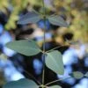 Grace Cold Hardy Eucalyptus Tree (Eucalyptus Elliptica) - Quart Pot