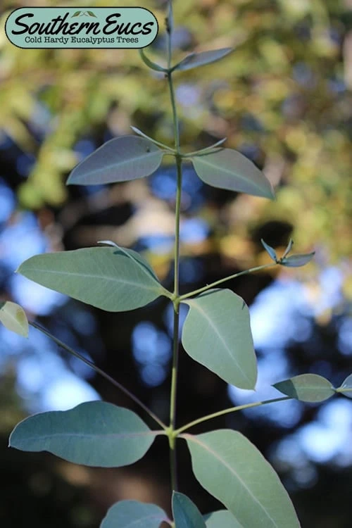 Grace Cold Hardy Eucalyptus Tree (Eucalyptus Elliptica) - Quart Pot 1 Grace Cold Hardy Eucalyptus Tree (Eucalyptus Elliptica) - Quart Pot