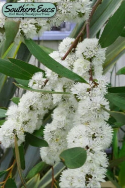 Snow Day Cold Hardy Eucalyptus Tree (Eucalyptus Gregsoniana) - 2 Gallon Pot