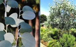 Mappa Tassie Cold Hardy Eucalyptus Tree (Eucalyptus Pauciflora) - Quart Pot -Wilson Bros Gardens eucalyptus mappa tassie combo 2