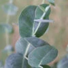 Big O Cold Hardy Eucalyptus Tree (Eucalyptus Neglecta) - Quart Pot