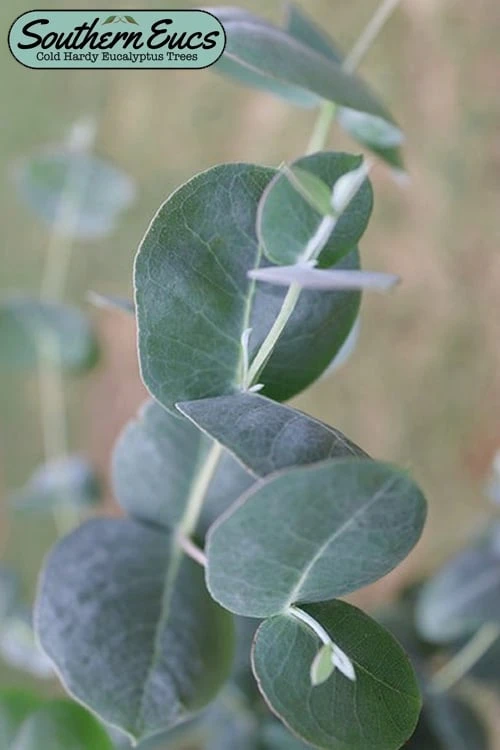 Big O Cold Hardy Eucalyptus Tree (Eucalyptus Neglecta) - 3 Gallon Pot 1 Big O Cold Hardy Eucalyptus Tree (Eucalyptus Neglecta) - 3 Gallon Pot