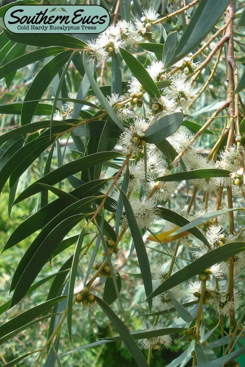 Funky Monkey Cold Hardy Eucalyptus Tree (Eucalyptus Parvula) - 1 Gallon Pot 1 Funky Monkey Cold Hardy Eucalyptus Tree (Eucalyptus Parvula) - 1 Gallon Pot