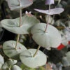 Luna Cold Hardy Eucalyptus Tree (Eucalyptus Perriniana) - 3 Quart Pot