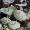 Luna Cold Hardy Eucalyptus Tree (Eucalyptus Perriniana) - Quart Pot