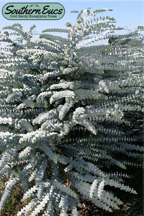 Bluey Cold Hardy Eucalyptus Tree (Eucalyptus Pulverulenta) - 5 Gallon Pot 1 Bluey Cold Hardy Eucalyptus Tree (Eucalyptus Pulverulenta) - 5 Gallon Pot