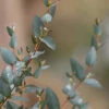 Sheila Cold Hardy Eucalyptus Tree (Eucalyptus Stellulata) - Quart Pot