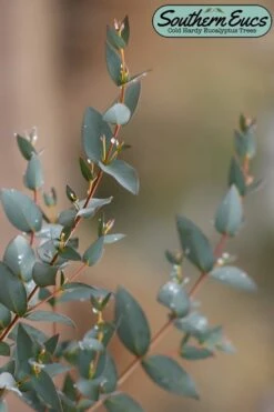 Sheila Cold Hardy Eucalyptus Tree (Eucalyptus Stellulata) - Quart Pot