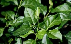 Purple Wintercreeper (Euonymus Fortunei 'Coloratus') - 6 Pack Of Pint Pots -Wilson Bros Gardens euonymus fortunei coloratus purple wintercreeper 1